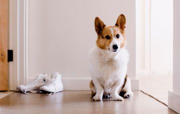 Pet Sitting