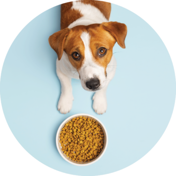 Animals & Pet Supplies